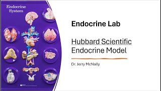 Endocrine Lab Using the Hubbard Scientific Model [upl. by Tarsus]