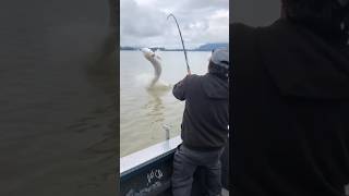 Canadian Monsters are real fishing fish wow fishingcanada sturgeonfishing [upl. by Lareine194]