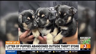 Litter of puppies lucky to be alive after being abandoned in Yuma [upl. by Doggett150]