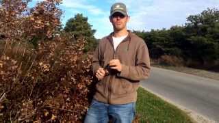 How to Prune Hydrangea Paniculata Shrubs [upl. by Oliviero71]