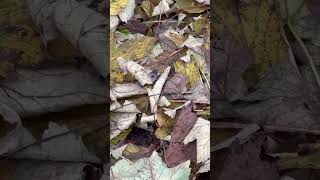 Blue Bottle Fly On Leaf Litter  Thornes Park insects nature [upl. by Akcinahs578]