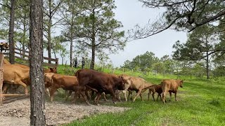 ASÍ FUE El TRASLADADO DEL RANCHO EL HORMIGUERO A SURUTATO 🌲🐄🐴🎥ranchero95 [upl. by Oliviero]