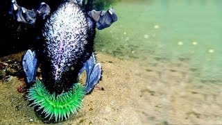 SEA ANEMONE EATS BIRD [upl. by Joelynn]