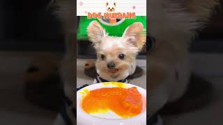 Dog Food Today 🐶 Part 21 dogfood cutedog mukbang dogvlog [upl. by Letnohc395]