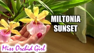 Miltonia Sunset Orchid  Beautiful and easy to care for [upl. by Bekki273]