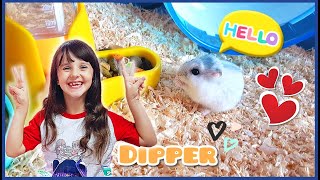 Vi presentiamo Dipper 🐹 Il nostro cricetino ❤️ [upl. by Ahsilrak58]