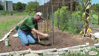 Garden Tutorial Mulching And Fertilizing Tomatoes [upl. by Elrem]