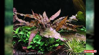 Cryptocoryne wendtii [upl. by Annawek]