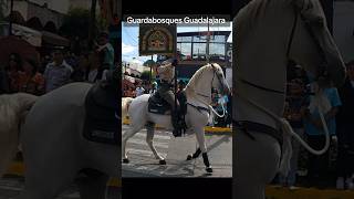 Guardabosques Guadalajara desfile tlaquepaque mexico [upl. by Ojytteb]