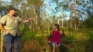 Australian Survival School  Grass tree quotXanthorrhoeaquot [upl. by Irmgard373]