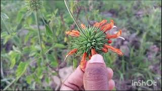 Leonotis nepetifolia diagramsnotesverticillaster [upl. by Ymme]