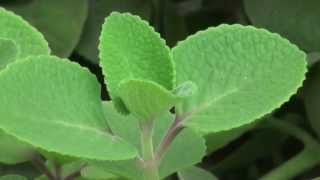 Cuban Oregano Plectranthus amboinicus [upl. by Farnham]