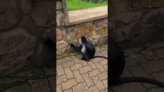 Colobus monkey at Home [upl. by Remos]