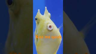 Happy Yellow Fish  the horned cowfish [upl. by Delos]