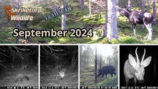 Trail Cam 2024 September [upl. by Chenay]