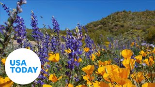 Gorgeous super bloom of wildflowers happening in California Arizona  USA TODAY [upl. by Maddi]