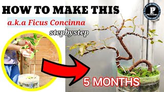 RED BALETE BONSAI OBRA 1 BONSAI MAKING AND TUTORIAL STEPBYSTEP [upl. by Ronoc529]