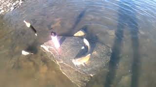 2024 Maumee River Catfish Run [upl. by Morena]