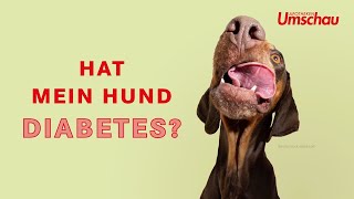 Diabetes mellitus beim Hund  Tiergesundheit [upl. by Aitnwahs609]