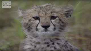 Cute Cheetahs Learn To Hunt  Amazing Animal Babies  Earth Lab [upl. by Wulfe624]