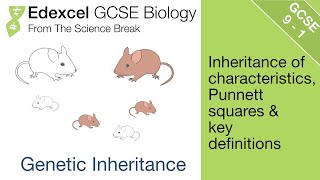 Edexcel GCSE Biology  Genetic Inheritance [upl. by Rhtaeh]