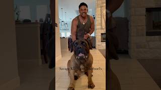 Boerboel Friend or Enemy Would you get along with a Savage boerboel bigdog dog [upl. by Eisserc718]