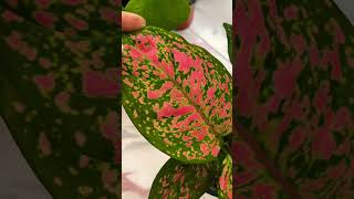 Aglaonema plant 🪴 [upl. by Atima]