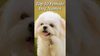 Top 10 Female Dog Names shorts dog dognames doglover animallover [upl. by Harve]