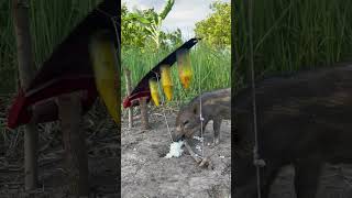 Amazing Most Building Beautiful House Wild Pig Trap Using Gas Cylinder wildanimal animals shorts [upl. by Vierno]