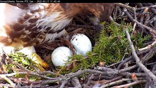 Big Red Lays Second Egg At Redtailed Hawk Nest  Cornell Hawks Cam – March 17 2022 [upl. by Marthe958]