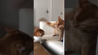 Orange Cattitude adjustments cats catlover catvideos tabbycat orangecat [upl. by Heddie]