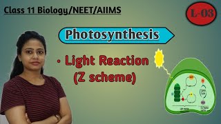 Photosynthesis  L03 Light Reaction  Z scheme photochemical phase Class 11 Biology NEET AIIMS [upl. by Onaicilef675]