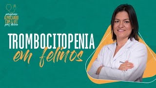 Trombocitopenia em felinos [upl. by Rogers]