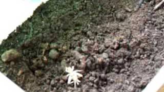 Drutt the trapdoor spider catching his dinner [upl. by Hyman]