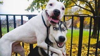 The most DRAMATIC DOGS moments ever 🤣🐶 NEW Funny Dog Videos [upl. by Joannes]