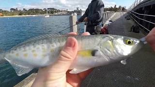 HEAPS of SALMON down at Mornington pier [upl. by Hally]