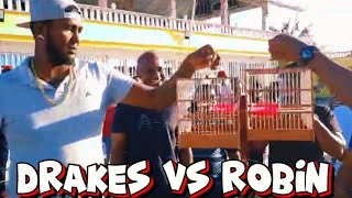 DRAKES vs ROBIN🔥TODAY TOWA TOWA BIRD WHISTLING COMPETITION IN CORRIVERTON 🇬🇾 20SHOWDOWN24 🌎 [upl. by Oliana867]