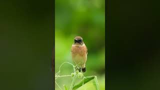 秋のノビタキ♂Autumn Saxicola torquatus♂402野鳥shorts [upl. by Vorster]