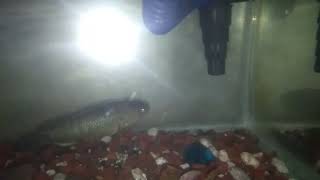 glass eel tank mates with my martiniko fish in my 10 gallon aquarium [upl. by Smail]