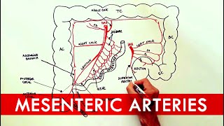 Anatomy tutorial  The Mesenteric Arteries [upl. by Julienne]