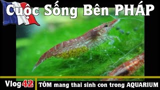 Cảnh Tượng rất hiếm  Video TÔM mang thai sinh con trong hồ AQUARIUM  Cuộc Sống Bên PHÁP vlog 42 [upl. by Nahta]