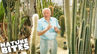 David Attenborough The Fascinating Life Cycle of Desert Plants  Nature Bites [upl. by Oibesue590]