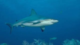 Documentaire  Méditerranée le Royaume perdue des Requins [upl. by Allys205]