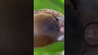 AlgaeEating Nerite Snail Munching Along the Glass An Essential Part of the Aquarium Clean UpCrew [upl. by Ateuqram]