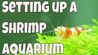 How to set up a 15 gallon freshwater aquarium  Shrimp Tank [upl. by Love]