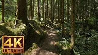 4K Virtual Forest Walk along Middle Fork Trail at Snoqualmie region Part 1 3 HR Relax Music [upl. by Refinne]