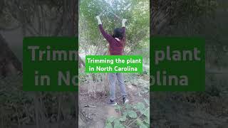 TRIMMING PLANT AlmaLowellsblog trim plant gardening pruning cleaning lifeinusamarriedlife [upl. by Ahsinnor]