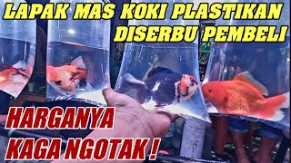 Update Harga MAS KOKI TERBARU BERKUALITAS TERMURAH with SMK NEGERI 36 JAKARTA Di farm MAS KOKI [upl. by Eilis634]