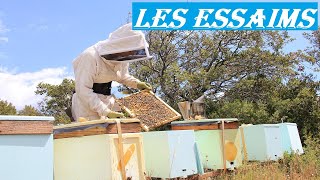 APICULTURE E44 Comment je crée mes essaims dabeilles  Méthode Simple et Facile élevage  division [upl. by Nocaed]