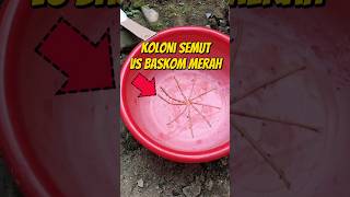 KOLONI SEMUT VS BASKOM MERAH 🐜 eksperimen semut semutkecil semuthitam semutapi [upl. by Undine]